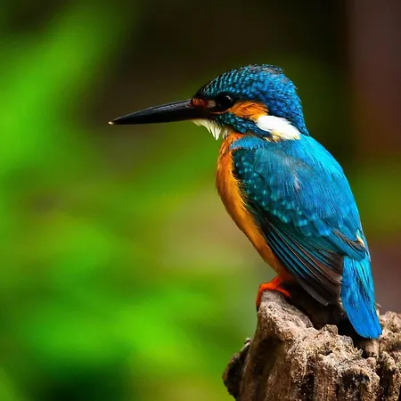 Les Piafs Du Der 1 Nature Bien Etre Et Detente