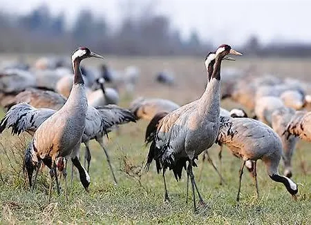 Les Piafs Du Der 1 Joncreuil